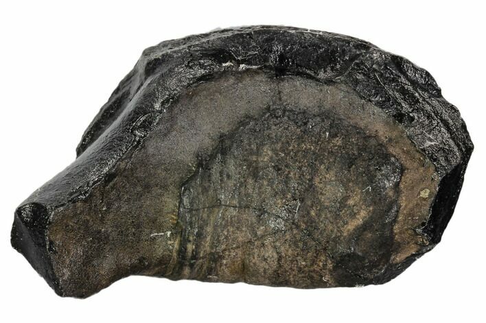 Fossil Whale Ear Bone - Miocene #109273